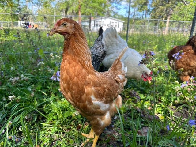 Blog 2 Chickens in Field